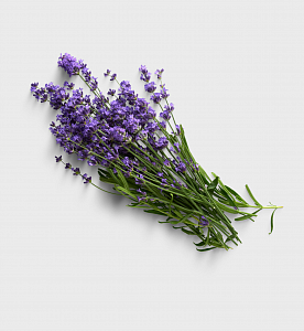 Экстракт лаванды  ( Lavandula Angustifolia Lavender Oil)